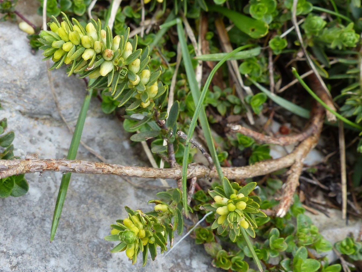 Thymelaea ruizii (Thymelaeaceae)
